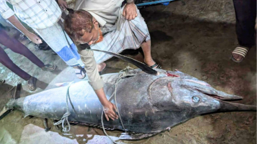 জেলেদের জালে ধরা পড়ল ২০০ কেজির ‘পাখি মাছ’