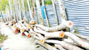 চান্দিনায় কৃষি কর্মকর্তার বাড়িতে ভাঙচুর শতাধিক গাছ কাটার অভিযোগ